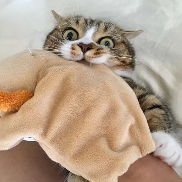 猫のウールサッキング(布を食べる)
