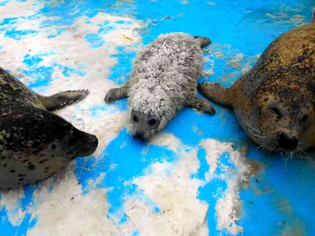 死産のアザラシ、別の赤ちゃんを「略奪」　異例の子育て