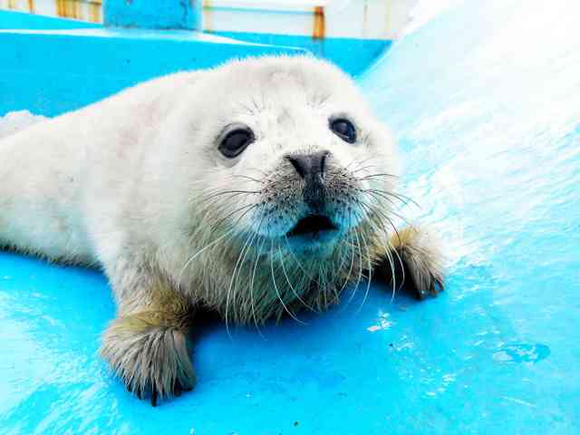 死産のアザラシ、別の赤ちゃんを「略奪」　異例の子育て