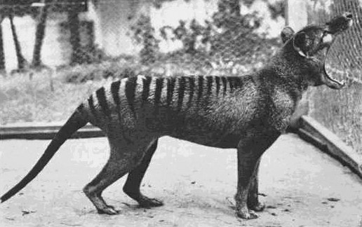 絶滅した動物の画像を貼るトピ