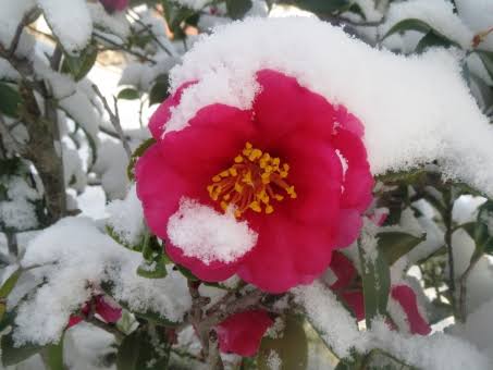寒さに耐える花のトピ
