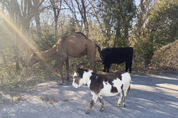 カンザス州の道路をラクダ、ロバ、牛が闊歩　宗教的な場面に？全米騒然― スポニチ Sponichi Annex 社会