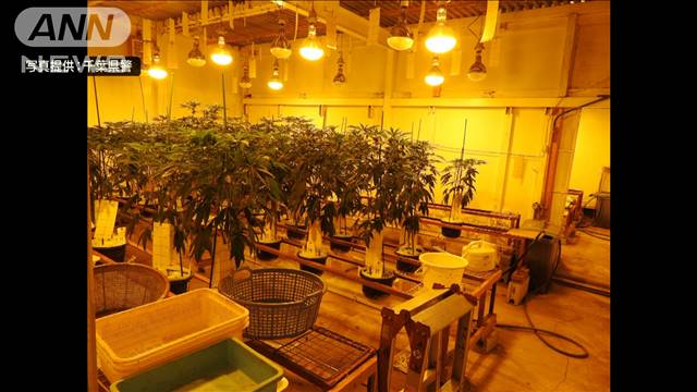 秘密の地下室で栽培「大麻工場」を摘発 暴力団の資金源に - ライブドアニュース