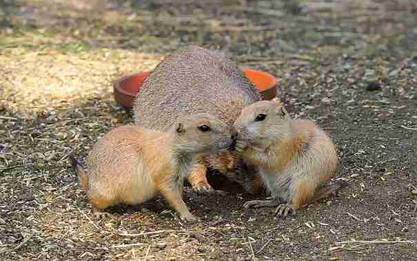 「あなたの知る、最も気分が明るくなる豆知識は何ですか？」回答いろいろ