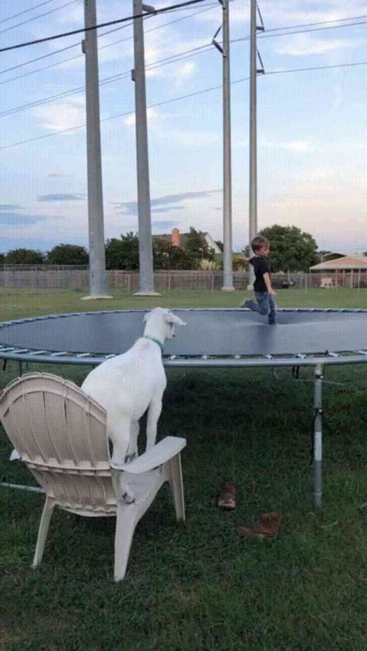 Kids Jumping On A Trampoline ??? | Wtf funny, Funny animals, Cute