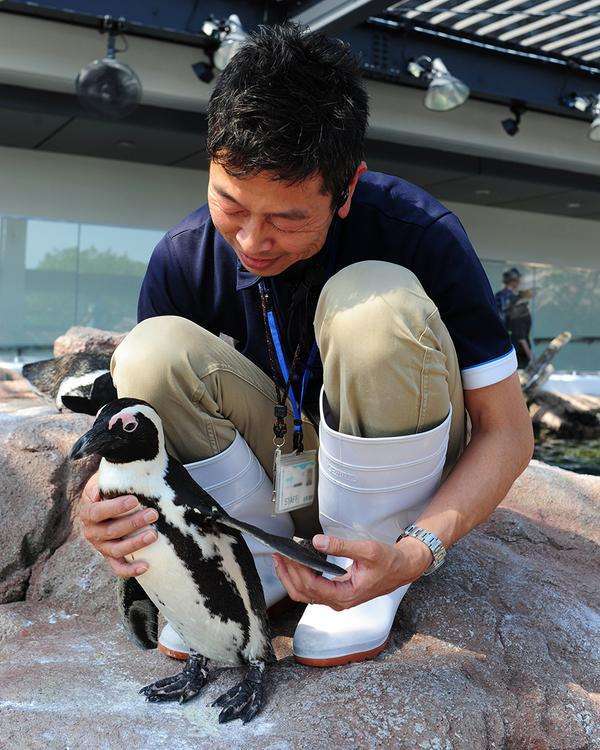 水族館のペンギンが飼育スタッフに恋をした？甘える姿が話題に