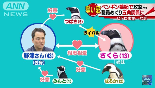 飼育員を奪い愛！松江フォーゲルパークのペンギンが5角関係に