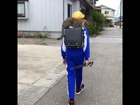 毎日ランドセルに乗って登校する少年をお見送りする猫が可愛すぎると話題に！ - YouTube