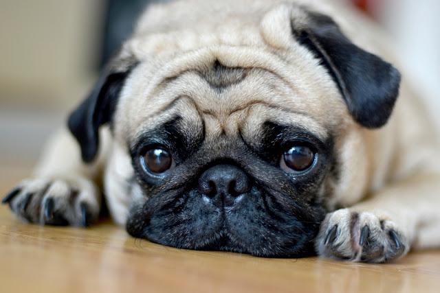 犬を飼って諦めた事