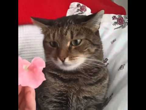 Cat Can't Handle Flower - YouTube