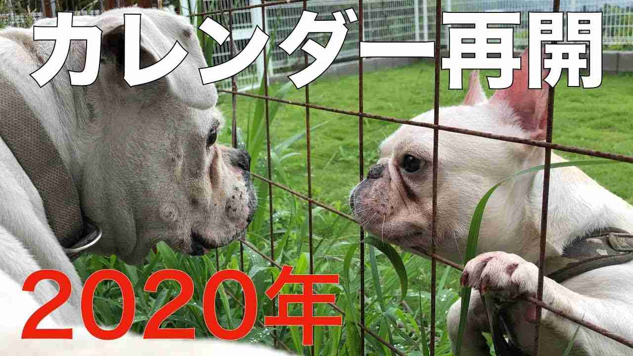 2020年カレンダー販売再開できる事になりましたAnimal Rescue Nursing - YouTube
