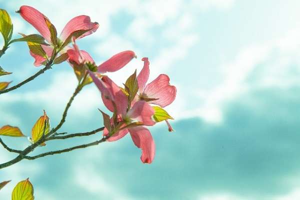 親の死を乗り越えられましたか?