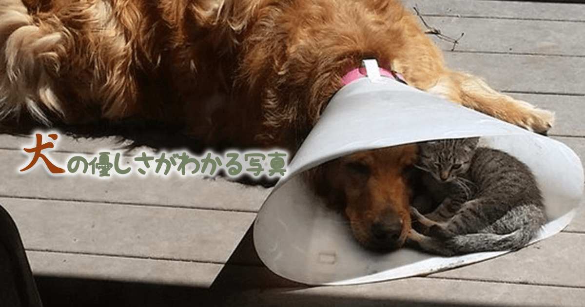 母親に捨てられたキリンの赤ちゃんが犬に甘える(南ア)