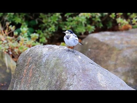 長渕剛「夏祭り」 - YouTube