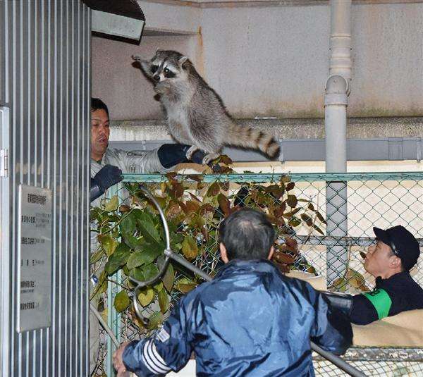 フェレットにかまれ感染症で死亡の警官 公務災害と認定 大分県警