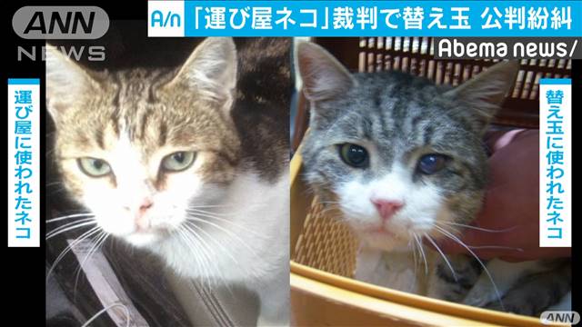 違法薬物“運び屋のネコ”　裁判で替え玉が発覚