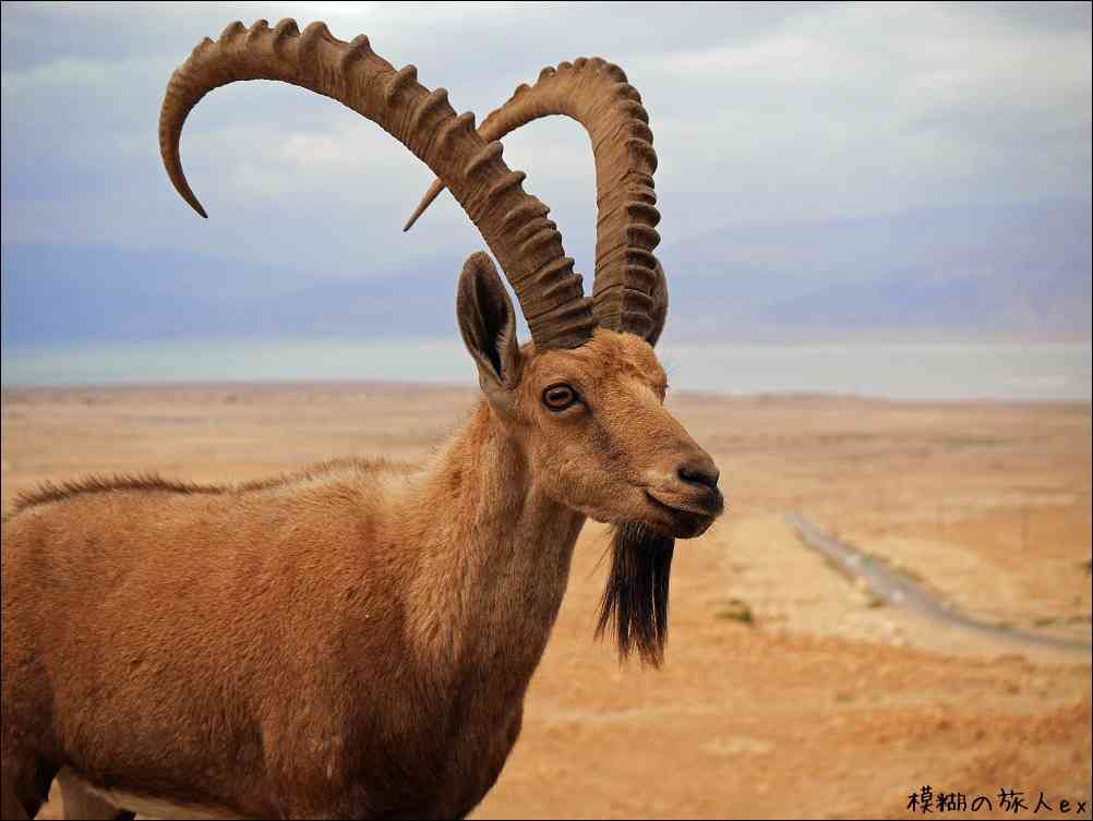 絶滅した動物の画像を貼るトピ
