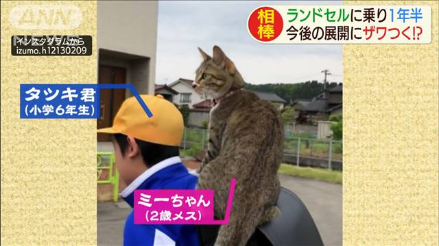 ランドセルに飛び乗って降りない猫 1年半続く日課も終わりが近づく (2019年11月8日掲載) - ライブドアニュース