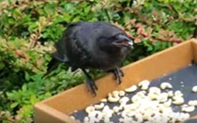 ４年間エサをくれた女の子に『カラスが恩返し』　おとぎ話のような実話に心温まる  –  grape [グレイプ]