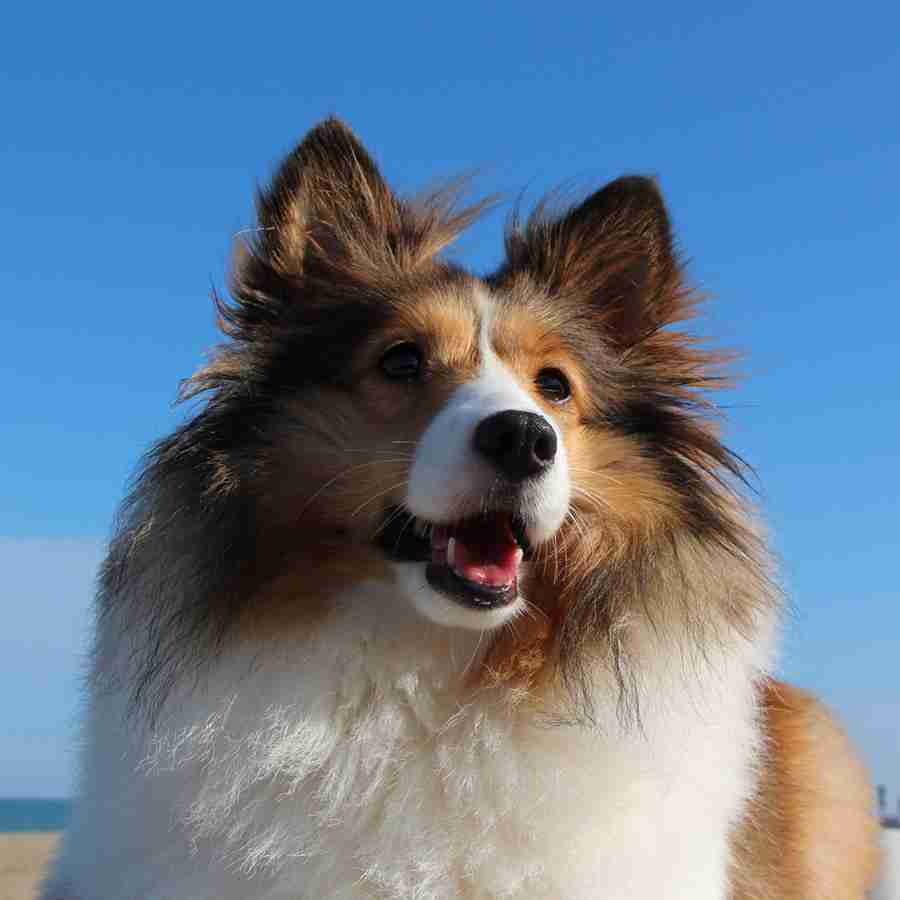 大型犬が好きな人