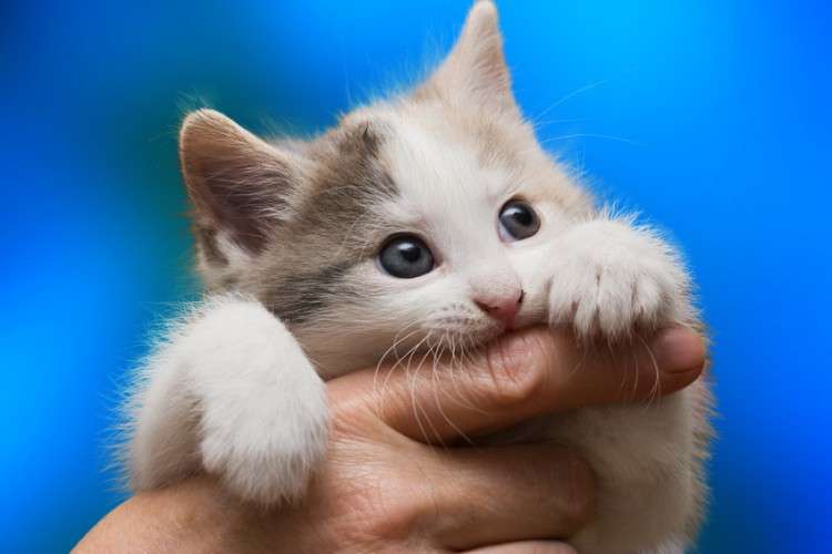 【暴れる・噛み癖・いたずら】やんちゃな猫に効果的なしつけ方｜みんなのペットライフ