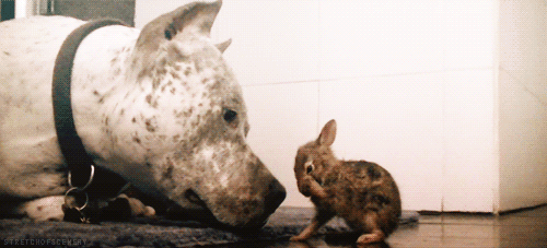 【GIF】動物のかわいいGIFが見たい