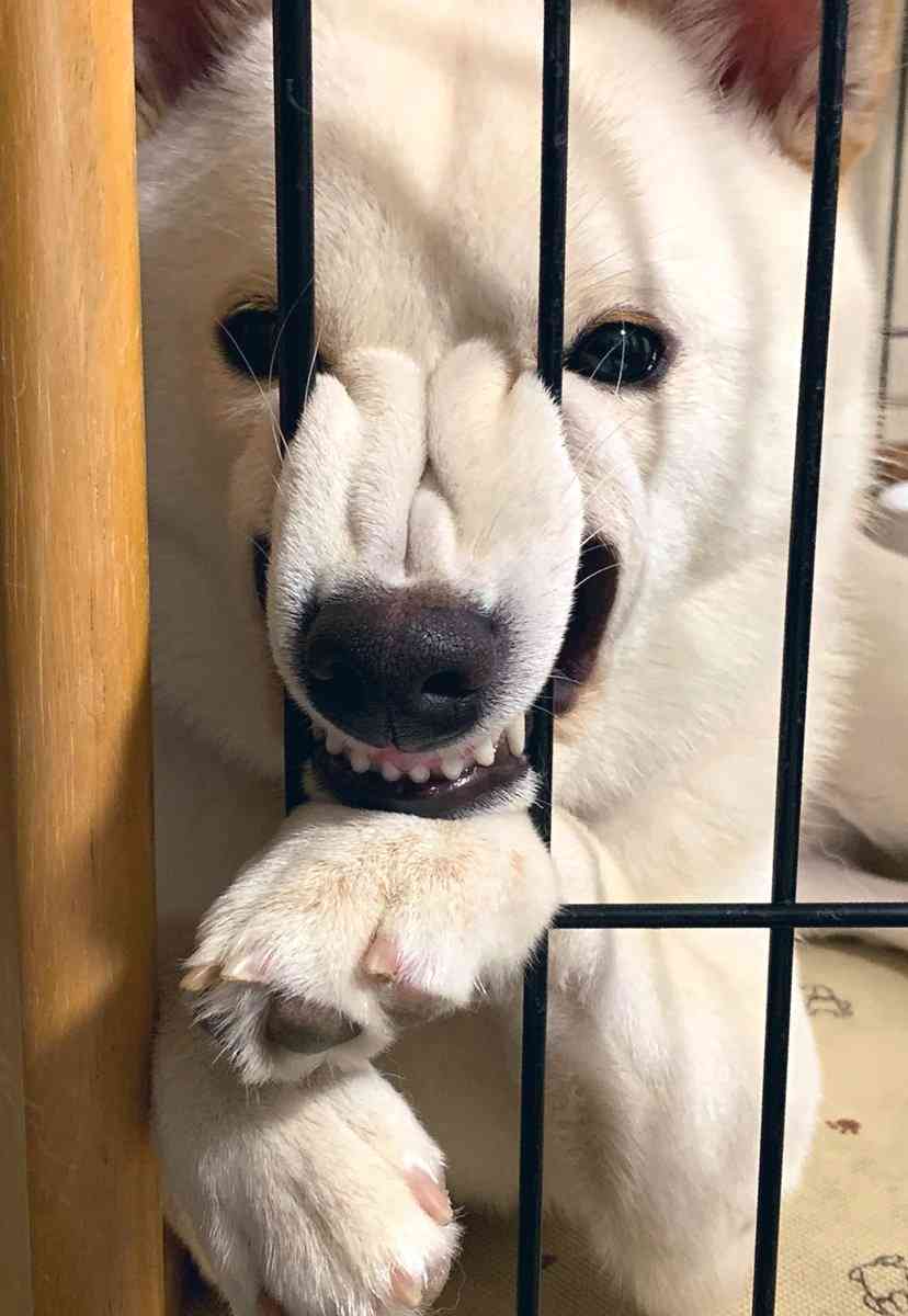 イケメンな動物を貼るトピ