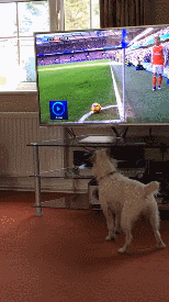 【GIF】動物のかわいいGIFが見たい