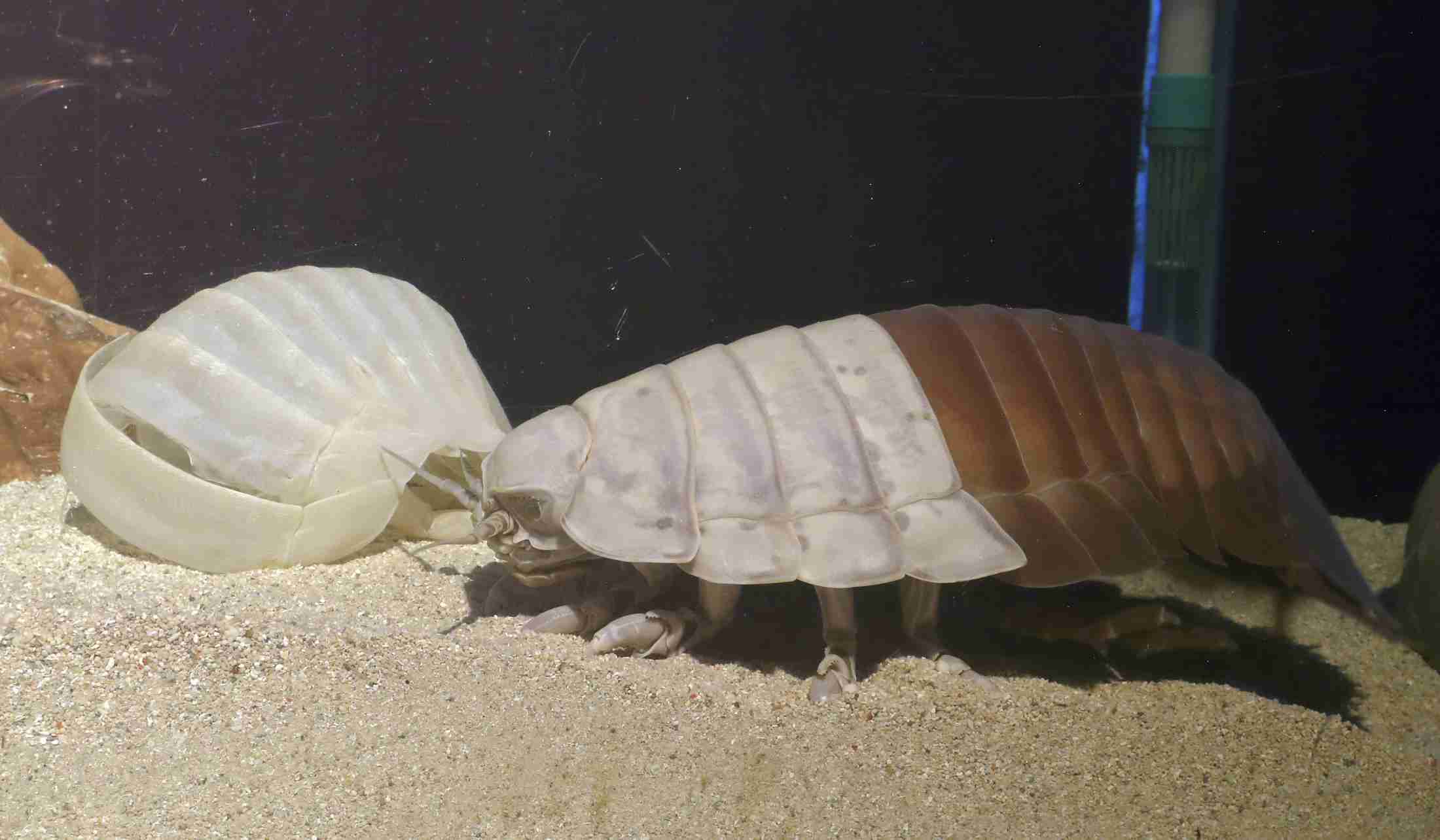 深海生物ダイオウグソクムシ死ぬ　水族館で10月に脱皮、死因不明（共同通信） - Yahoo!ニュース