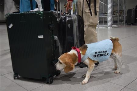 肉製品の持ち込み多い旅行客 豚コレラ警戒する動物検疫所の攻防戦