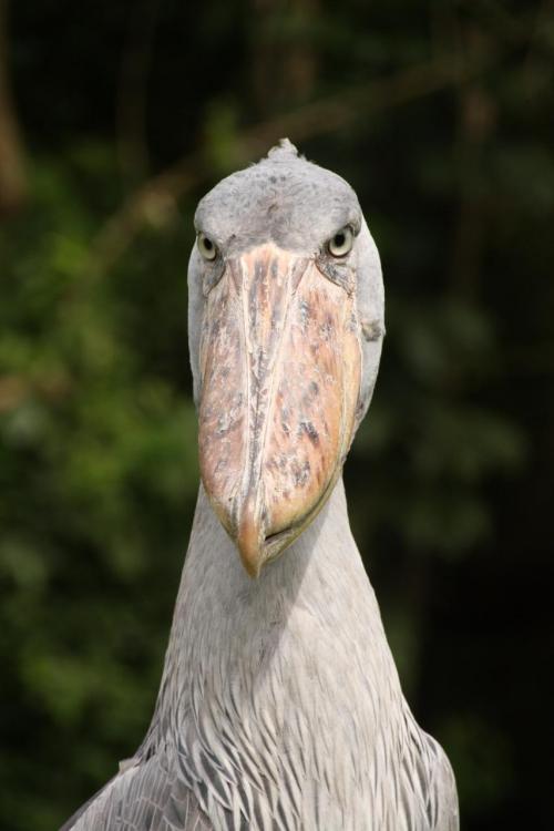 イケメンな動物を貼るトピ