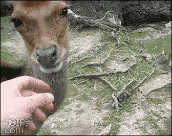 【GIF】動物のかわいいGIFが見たい
