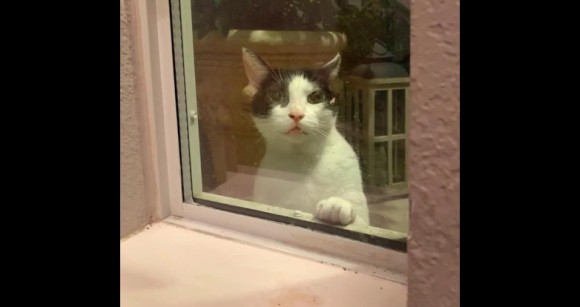 迷子の猫にロックオンされた女性、4日間見つめ続けられた後、ついに飼い主が見つかる（アメリカ） : カラパイア