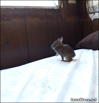 【GIF】動物のかわいいGIFが見たい