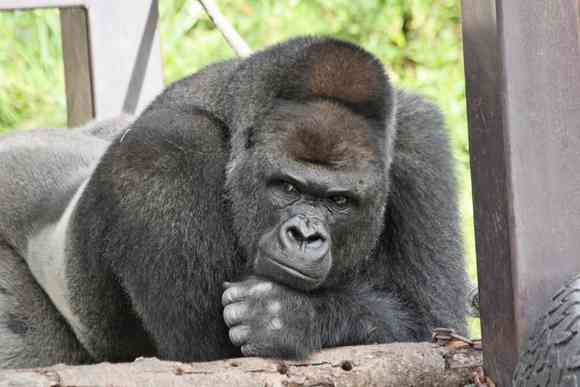イケメンな動物を貼るトピ
