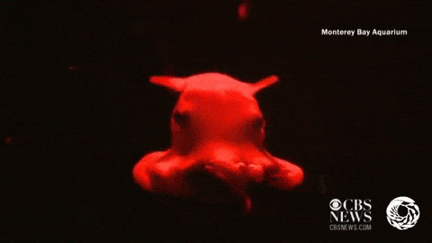 【画像】海洋生物を愛でるトピ