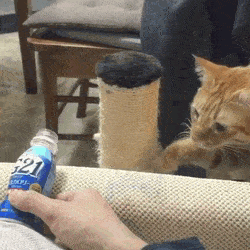 【GIF】動物のかわいいGIFが見たい