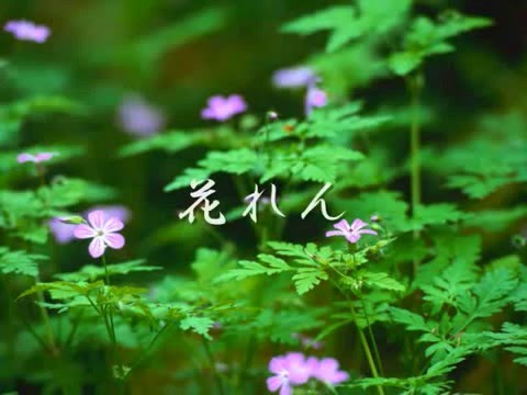 村下孝蔵　花れん＆ソネット - YouTube
