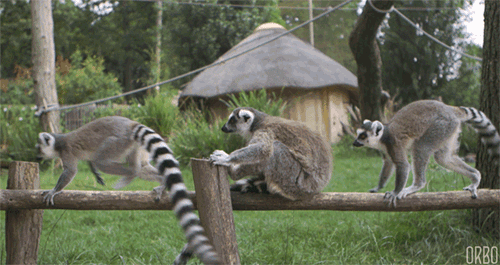 【GIF】動物のかわいいGIFが見たい