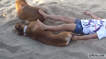 【GIF】動物のかわいいGIFが見たい