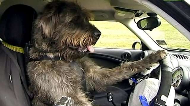 イケメンな動物を貼るトピ