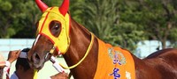今、レイデオロが検索してそうな事 | 競馬まとめアンテナ LoveMeちゃん