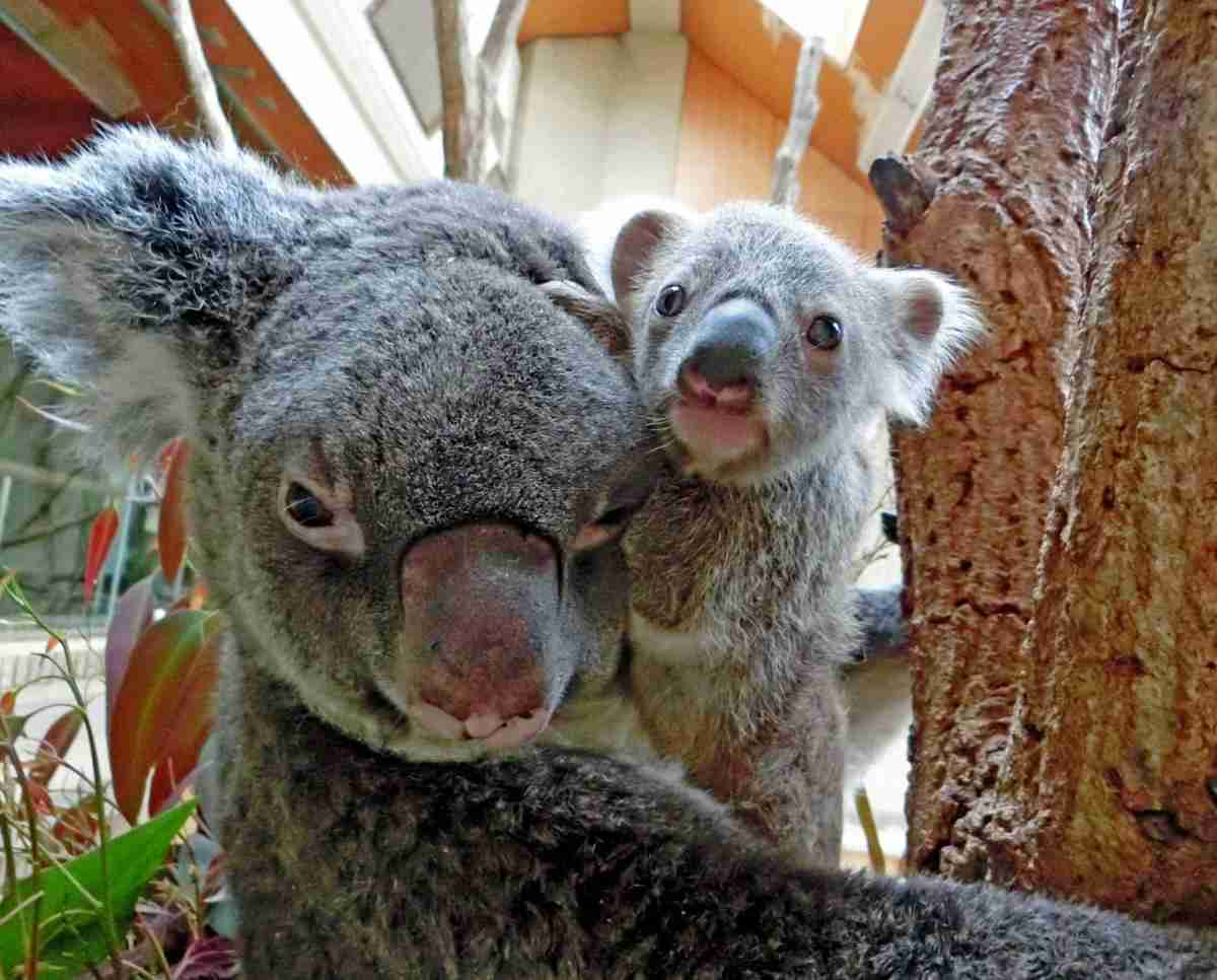神戸・王子動物園にコアラの赤ちゃん　２頭が母親の袋から外へ（神戸新聞NEXT） - Yahoo!ニュース