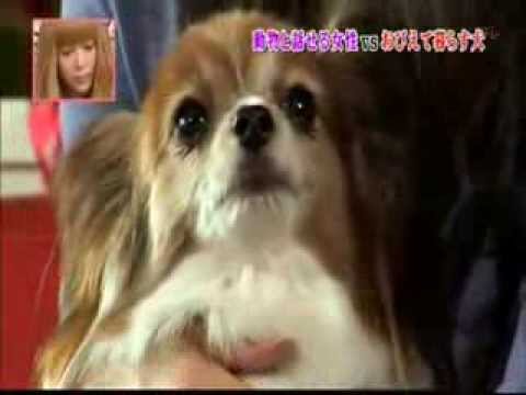 おびえて暮らす犬 小梅 -