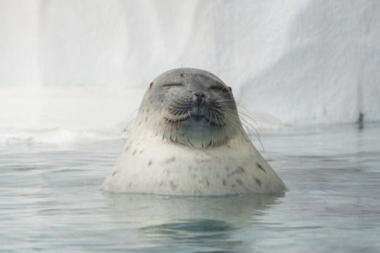 【画像】海洋生物を愛でるトピ
