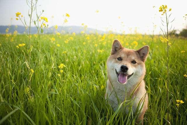 犬可愛すぎ吹いたwww犬の画像・動画をひたすら集めるまとめ - NAVER まとめ
