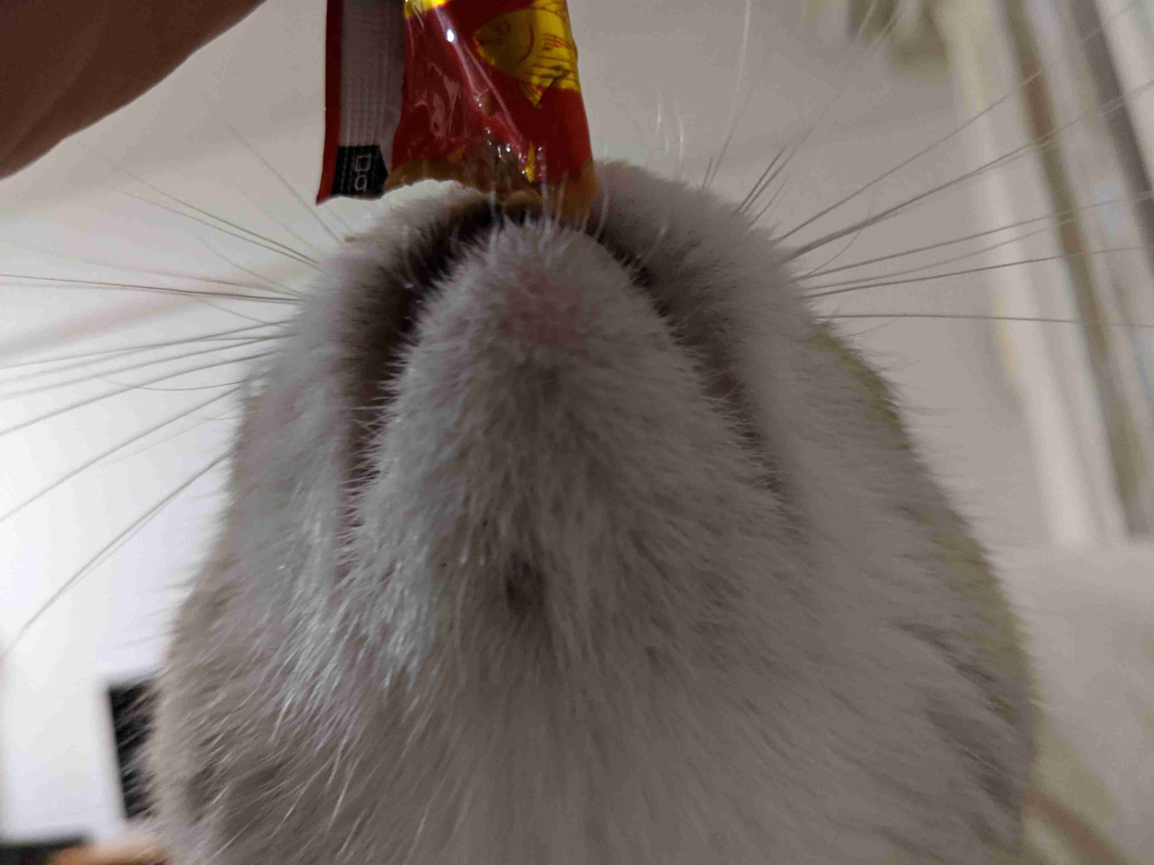 動物~写真へたくそ選手権~part2
