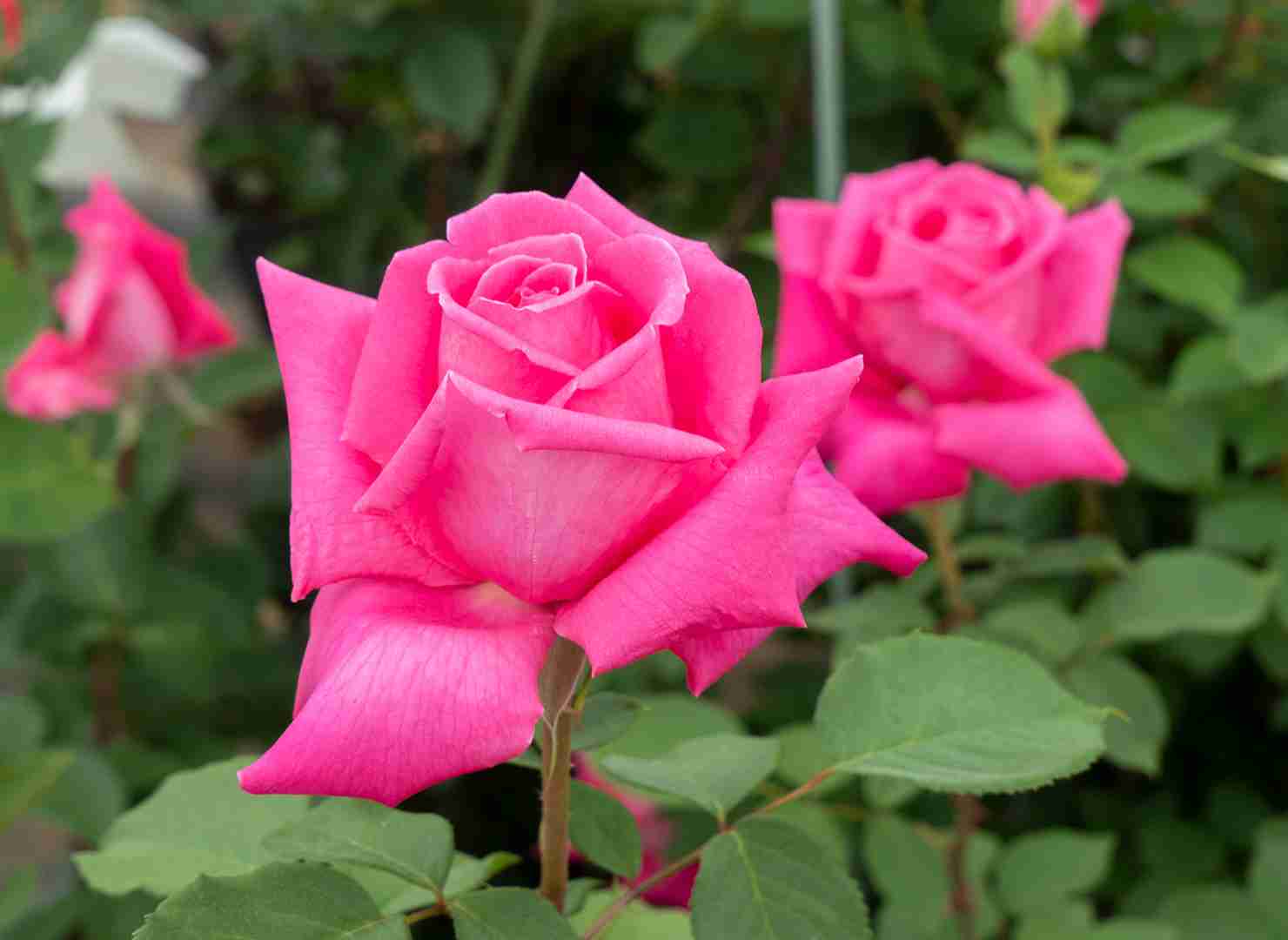 シャーロット王女、クリスマスプレゼントにポニーをおねだり