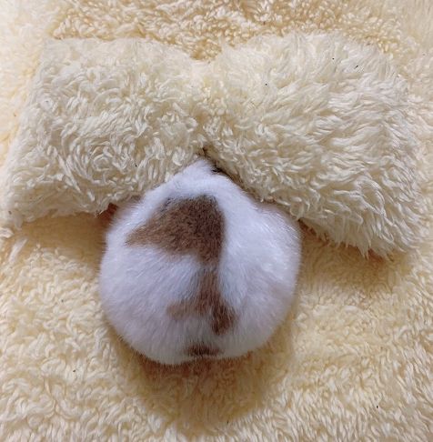 なんでそんなところに...？　ぬいぐるみに顔をうずめるハムスターが悶えるほどかわいい