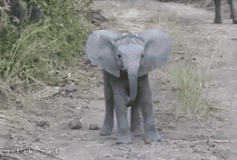【GIF】動物のかわいいGIFが見たい